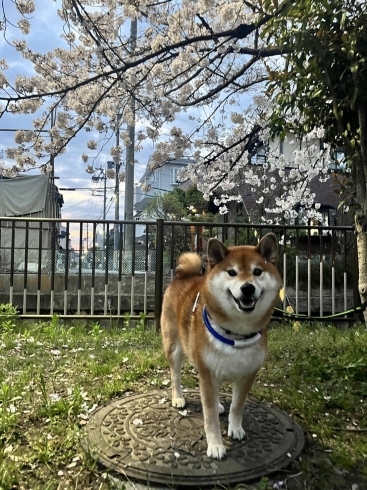 パッと咲いて，さっと散る…これがいいんだよぉ～「桜(ハナ)より散歩‥とある柴犬の場合…寝屋川の小さな塾より…」