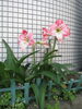 「お花がいっぱい咲いたよ🌷」