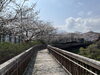 「西海橋物産館　西海橋・桜情報🌸」