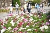 コスモスが見頃 国営讃岐まんのう公園 秋 色どりフェスタ18 香川のイベントまとめ まいぷれ 高松市