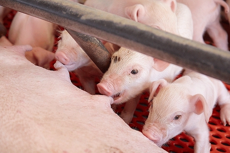 赤ちゃん豚の豚舎は床暖房で約30℃に設定されています。生まれてから21日～27・28日は母乳を飲ませ免疫力を高めることで健康な豚に育てます。