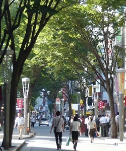 神楽坂通りのケヤキ並木。<br>見ていると心が和みます。