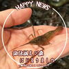 「🏵️諏訪湖手長えび【信州・下諏訪町の老舗川魚専門店】」