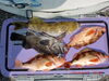 「久しぶりの釣果報告」