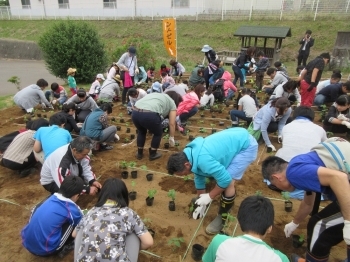 《6月の苗植え》梅雨時期に枝豆の苗を植えました。少し肌寒かったけど家族で力を合わせて植えたんだよね。　まだまだ小さい苗をポットから折らないように「そ～～っと」外して植えたんだよね（^^）/