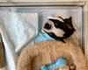 お名前は「ぽんちゃん」「babyちゃん　🐼」