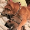 柴犬の一家☆