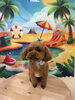 トイプードル   コタローくん🤖「夏の背景に輝く笑顔のわんちゃん紹介🐶🐾」