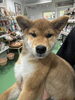 「スムースコートチワワ＆柴犬のご紹介｜この2頭はご相談しやすくなっています」
