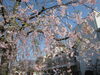 「酒泉の杜の“桜”情報!!」