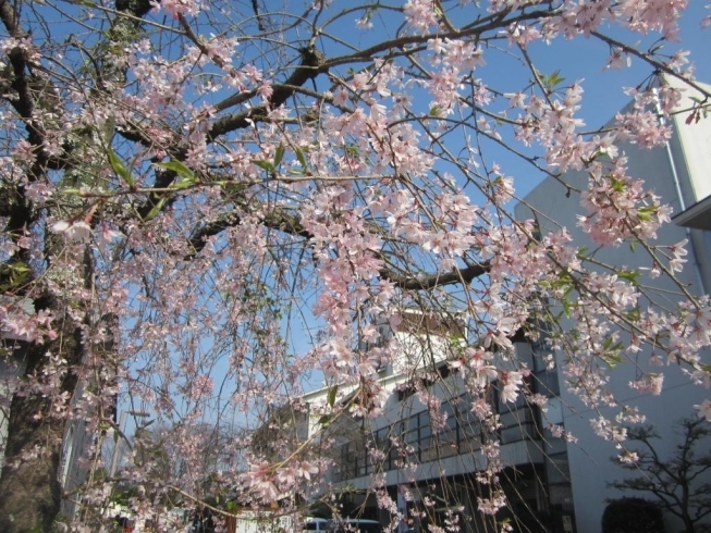「酒泉の杜の“桜”情報!!」