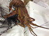 「魚魚市場鮮魚コーナーおすすめは「クロ・アマダイ」です」