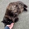 「千歳市場公社の離れで黒猫の「志田さん」🐈‍⬛💓」