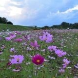 夕暮れの由良川花庭園