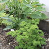 「今日はkitchen gardenのご紹介です」