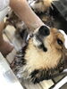 シャンプー中〜「はじめまして　^ - ^」