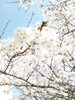 「花嫁さまに。。。フェイシャル・デコルテケア」