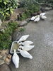 保護鳥獣舎で9羽暮らしています！「足元にご注目！」