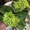 紫陽花「この時期、おうちにオススメの涼しげな植物」