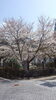 「４月7日(日)は、こんぴら神社で・・・」