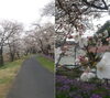「この辺も桜がきれい！」