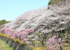 「ランチも桜色“紅鮭のバター焼き”」