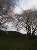 「桜」