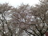 「木次土手が…(*⌒▽⌒*)」