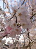 「お花見♫」