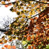 「草紅葉の広がる入笠湿原・お花畑」