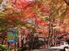 河内渓谷の紅葉３「紅葉を求めて　津市内その２」