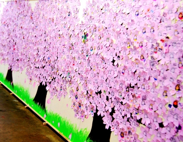 「いよいよ満開だ！！　子どもたちの夢の桜でいっぱい☆」