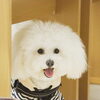「今日のお友達」