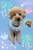 「Dog salon mofu mofu　余市町」