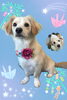 「Dog salon mofu mofu　余市町」