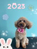 「お友達♡ Dog salon mofu mofu 余市町」