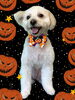 「Dog salon mofu mofu　余市町」