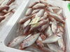 「魚魚市場鮮魚コーナーおすすめは「ヒラアジ」です♪」