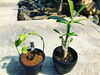 「観葉植物、入荷しました!【福島市　観葉植物専門店】」