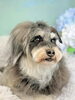すっかり慣れっこなのでベッドでお迎え待ち「お客様のご紹介の🐶［大分市高崎/貸切トリミング］」