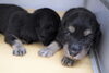 「ミニチュアダックス子犬情報」