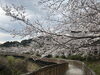 「西海橋物産館　西海橋・桜🌸情報」