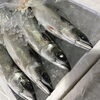 「魚魚市場鮮魚コーナーおすすめは「イサキ・水イカ」です♪」