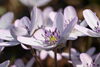 雪割草　雪融けと共に花を咲かせる。一時期絶滅も心配されたこともある。新潟県の花「3月20日（金）は二十四節気4番目の「春分」です。」
