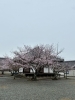 「桜フォトコンテストの審査について📢✨」
