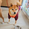 まるちゃん「今日のお友達」