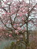 「桜の時期は炭酸スパ！」