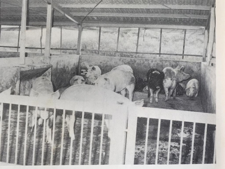 昭和51年の豚舎内の様子