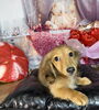 愛情たっぷりで育つ子犬たち♡「ミニチュアダックス男の子　販売中です(^｡^)」