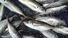 「本日の昼定食は、あじの刺身」